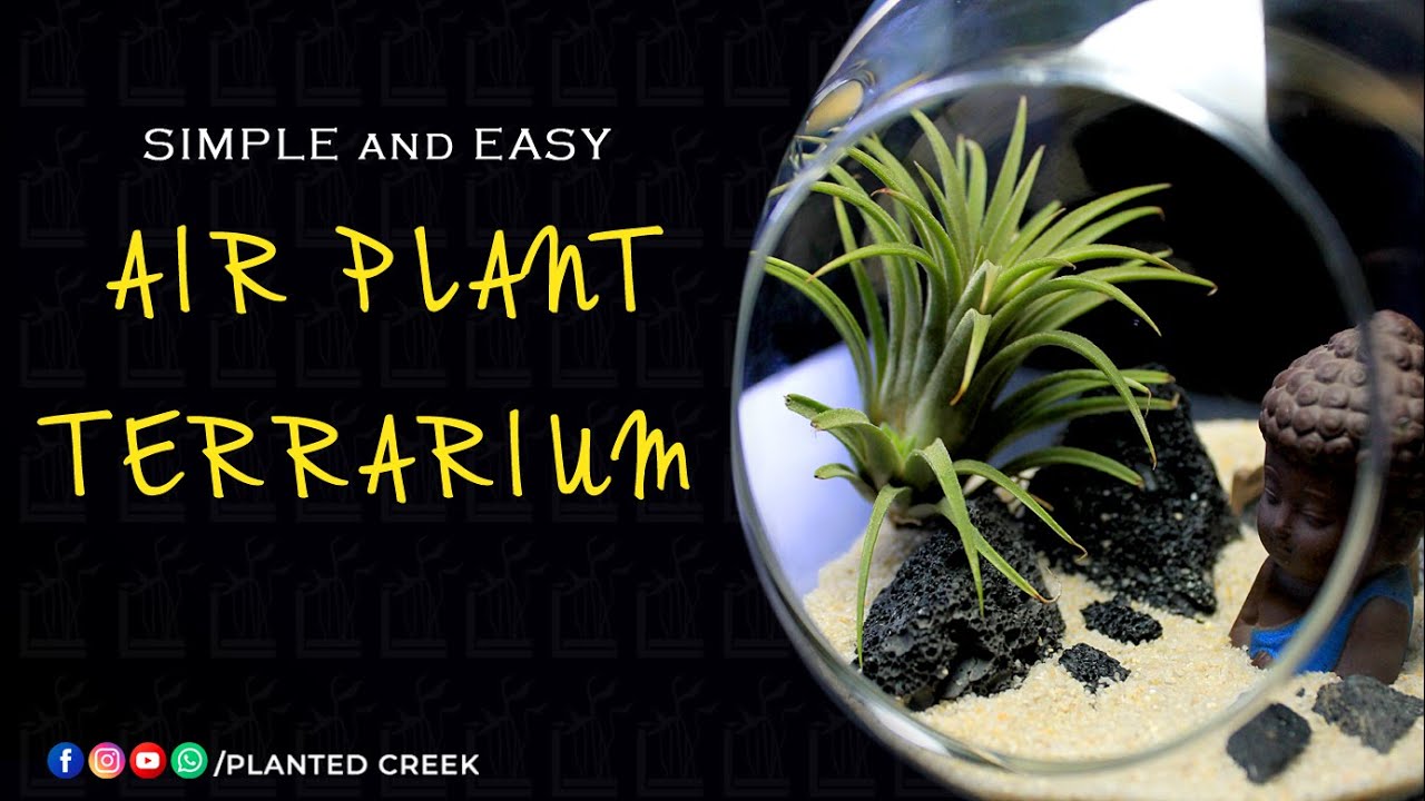 How to make a SIMPLE & EASY Air plants Terrarium. 