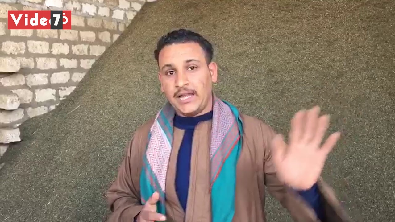 أبنوب بأسيوط أشهر مراكز تصدير الريحان للسوق الأوروبى فى صناعة العطور وأشهرها فرنسا