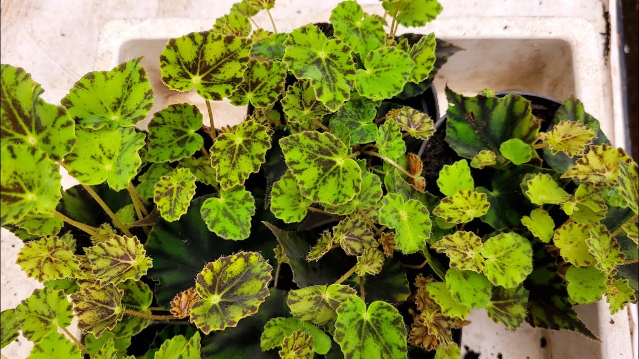 Replantando as mudas de begônia feitas pela folha mais dicas que ninguém conta para você