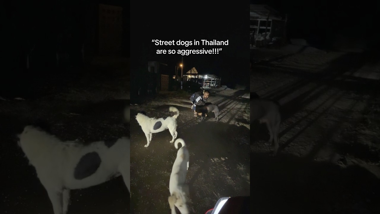 Please be kind to street dogs ❤️ #dogs #streetdog #straydogs #rescuedog #bekindtoanimals #bekind
