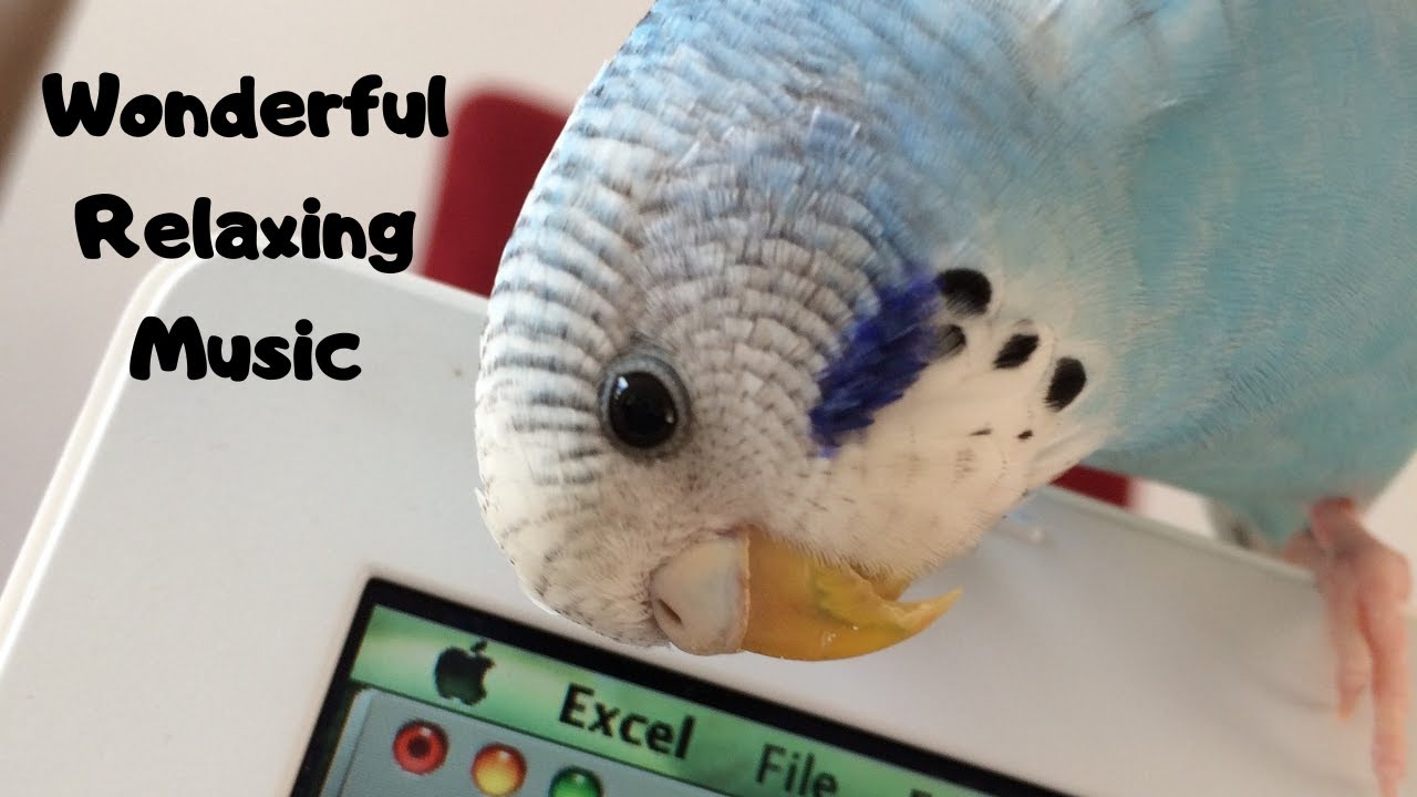 🎶 Wonderful Relaxing Music & Beautiful Parakeets (Meditation, Stress Relief, Soothing Music, Study)🎶