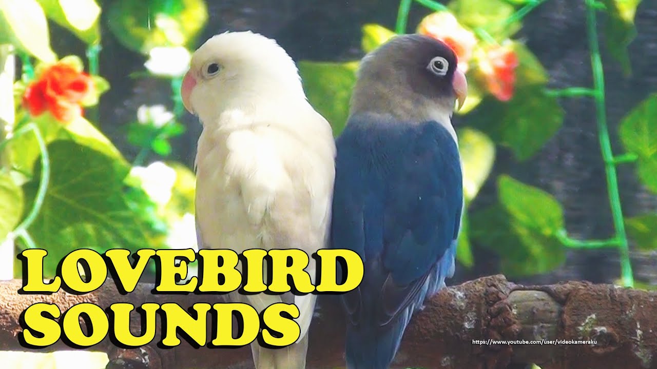 Relaxing Lovebird Sounds from Blue Personata & Pastel White (Moccha)