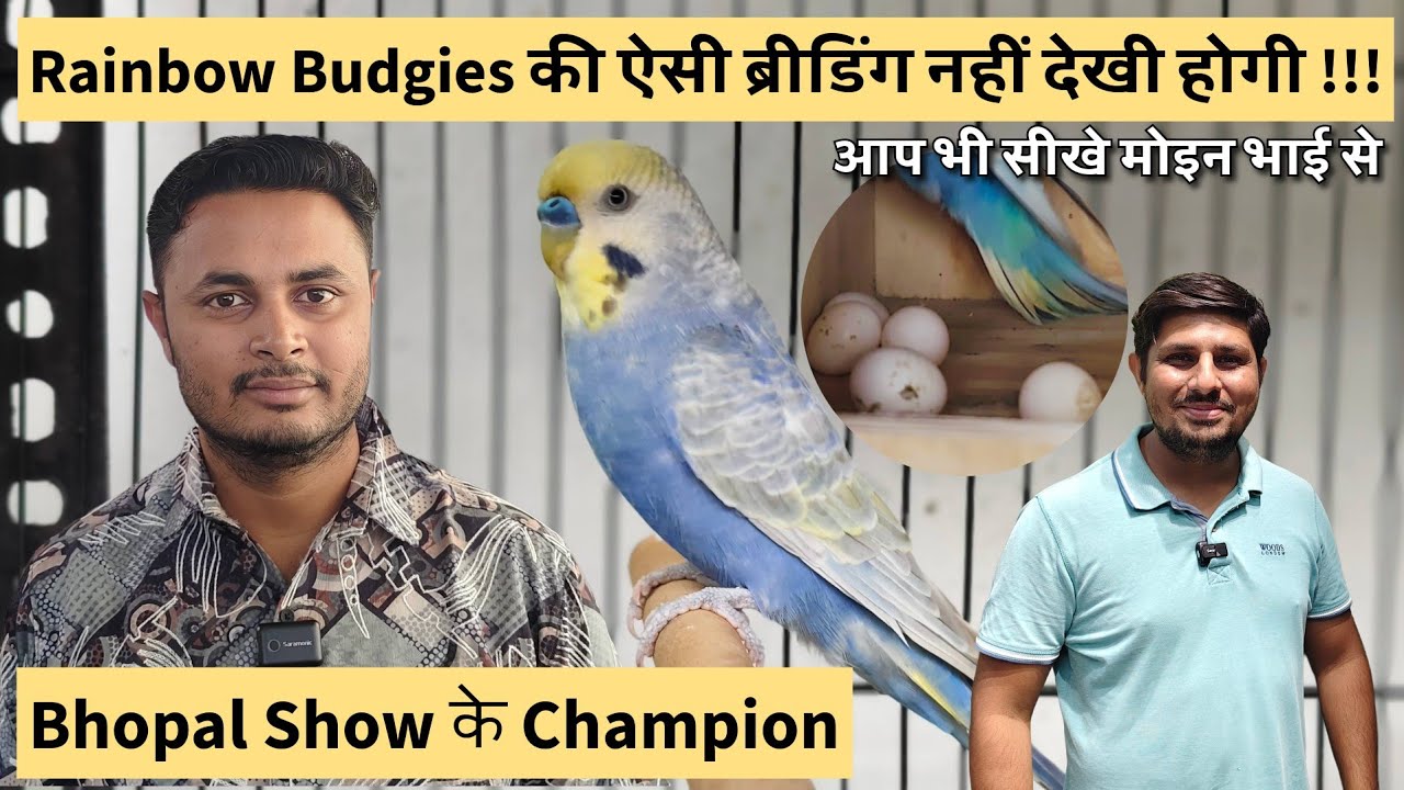 Champion Rainbow Budgies setup in Ahmedabad | Budgies Breeding Progress & tips for 2025