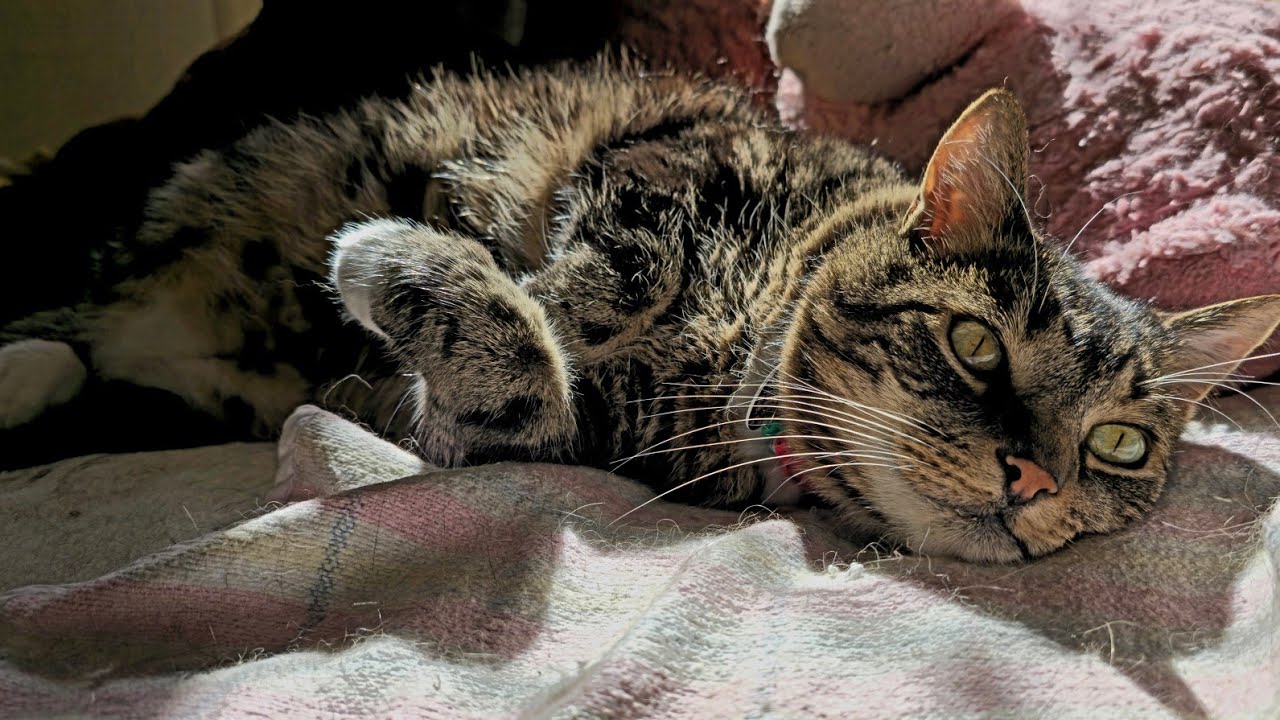Can My Cat Still Eat Hard Food After Tooth Removal? (Absolutely!) #felinetoothresorption #vetcare