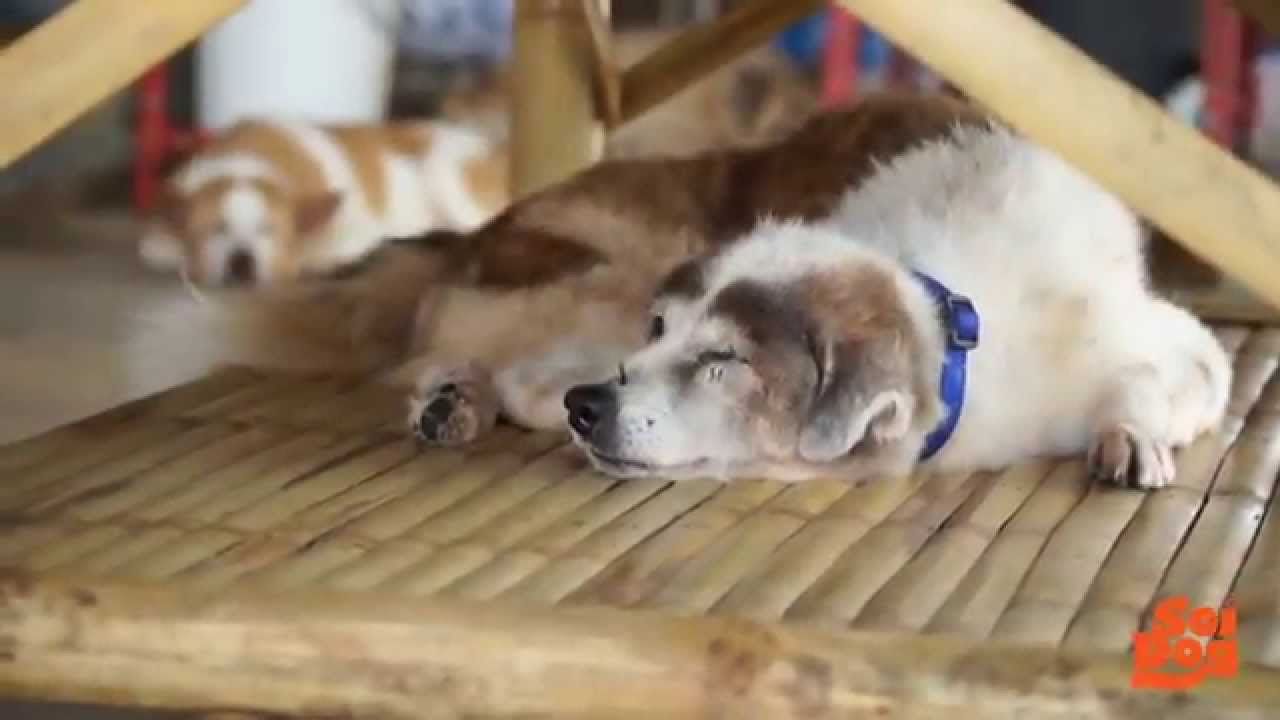 A visit to the OAP Dog Runs at Soi Dog Foundation