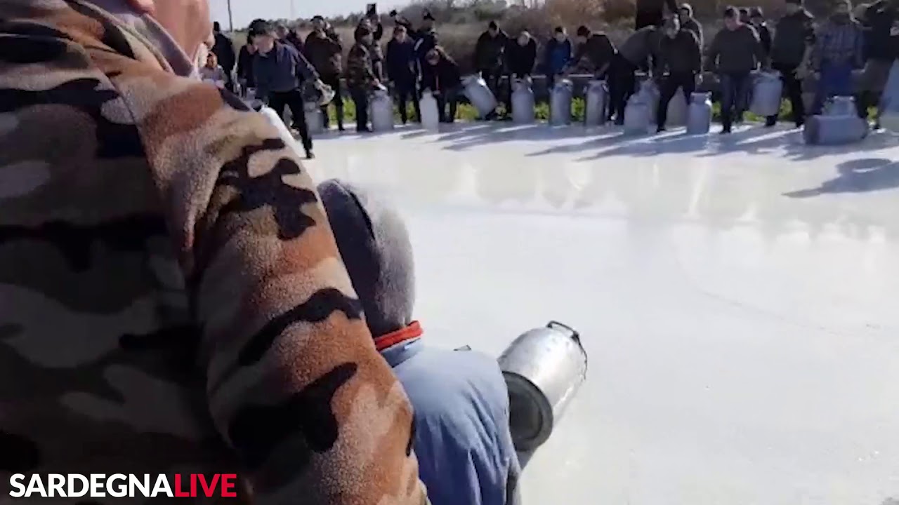 Lacrime di latte ad Alghero. La protesta dei pastori sardi va avanti con forza e determinazione