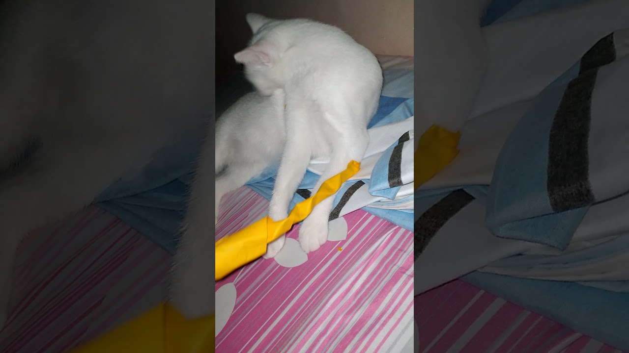 what your cat really need.? | spent so well