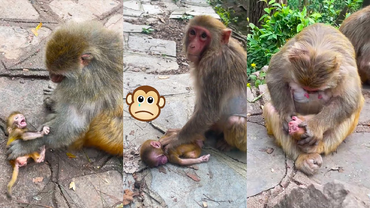 The mother monkey treated her baby monkey very badly, she did not deserve to be a mother.