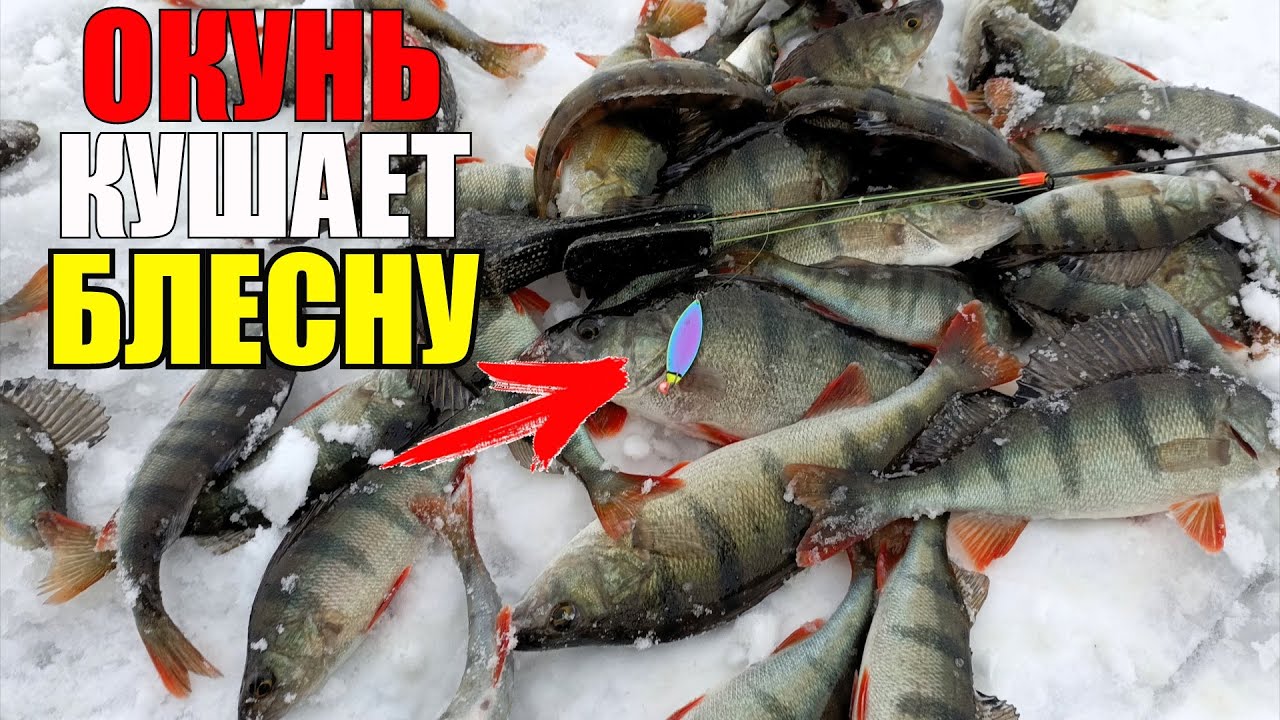 Эхолот сходит с ума от рыбы, а рыба от самодельной блесны! Ловля окуня на Ладоге
