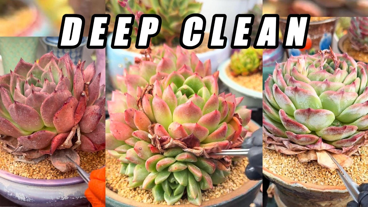 DEEP CLEAN 🌵 Ultra Crunchy Dry Leaf Removal | Succulent ASMR (No Talking)