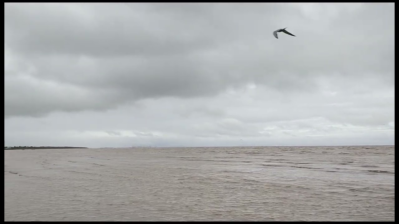 Magandang Morning Sa tabing dagat habang nagkakape,grabe ang daming ibon