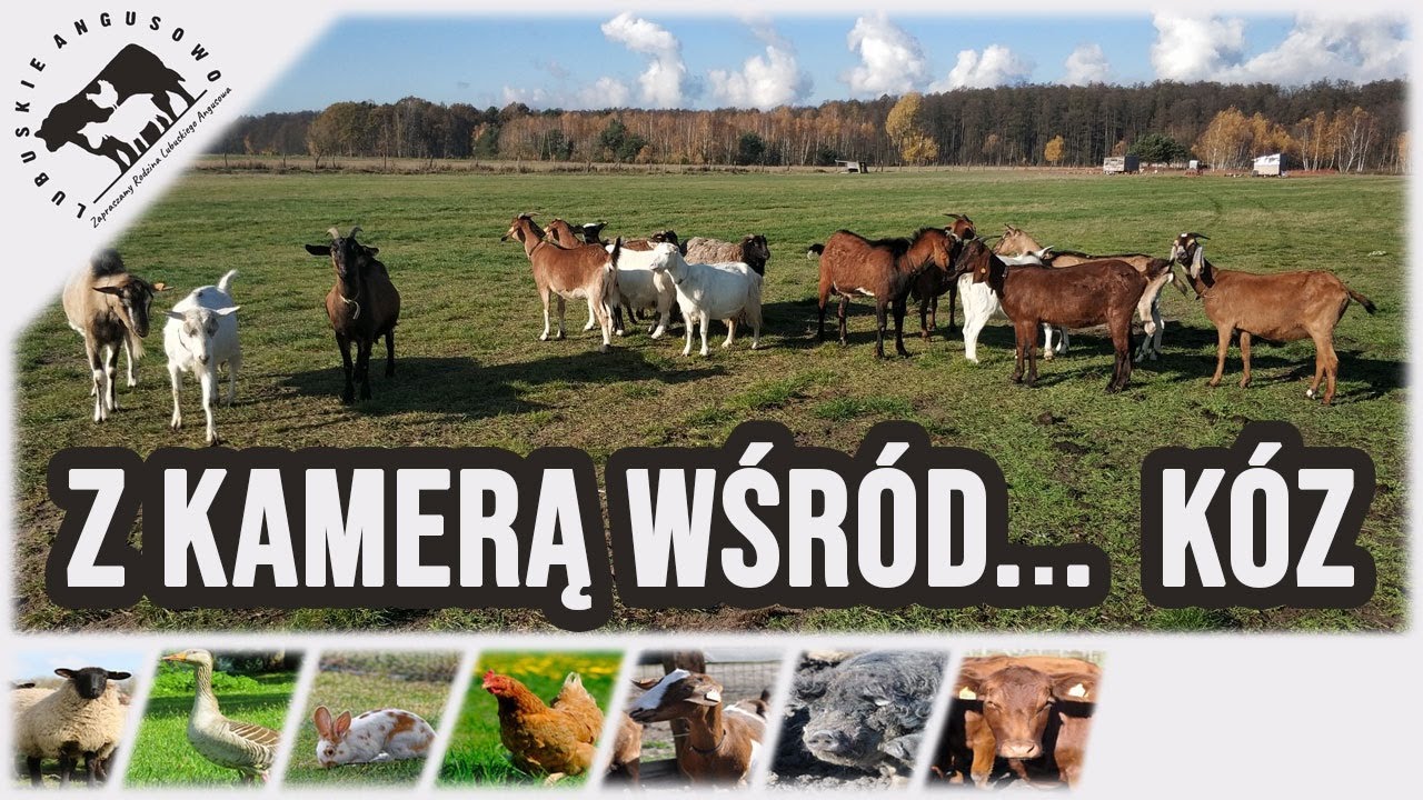 Lubuskie Angusowo - S2 E46 - Z kamerą wśród... kóz