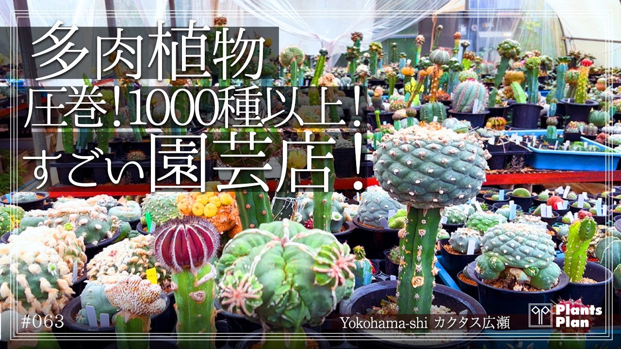 #063 【植物店巡り】珍しいサボテンや多肉植物が大集合！常時1000種以上揃う植物店！カクタス広瀬