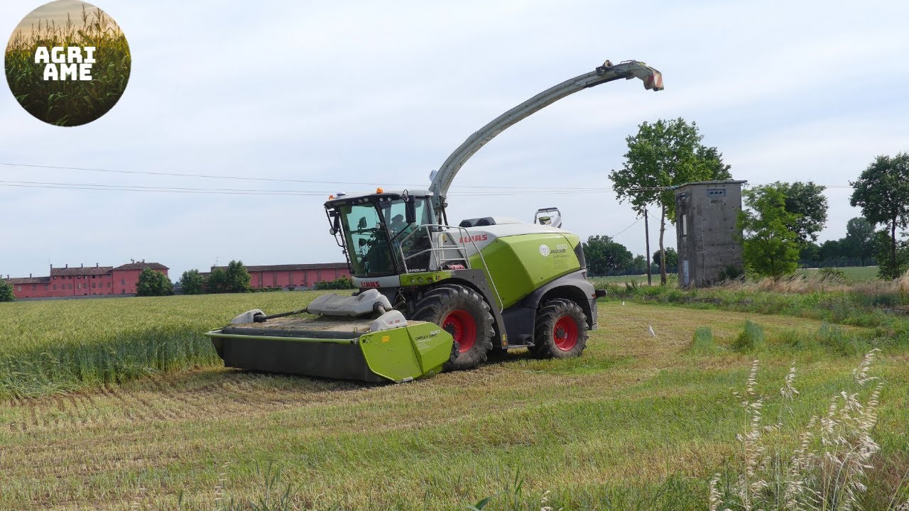 TRINCIATURA TRITICALE | Claas Jaguar 970 type 498 | Copeta Angelo & Sergio