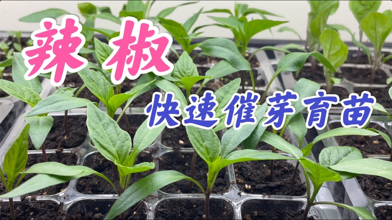 How to germinate pepper seeds quickly. 辣椒快速催芽育苗：烫种，浸种，催芽，种植。幼苗管理：浇水， 施肥，幼苗徒长的预防。