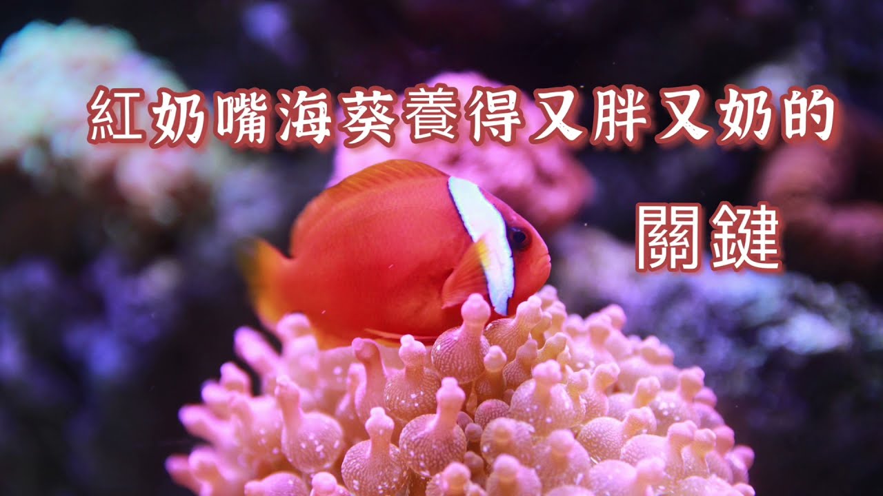 如何把紅奶嘴海葵養的又胖又奶？ 其中有什麼關鍵！Tips for Keeping Anemones ｜紅茶的海水魚世界~