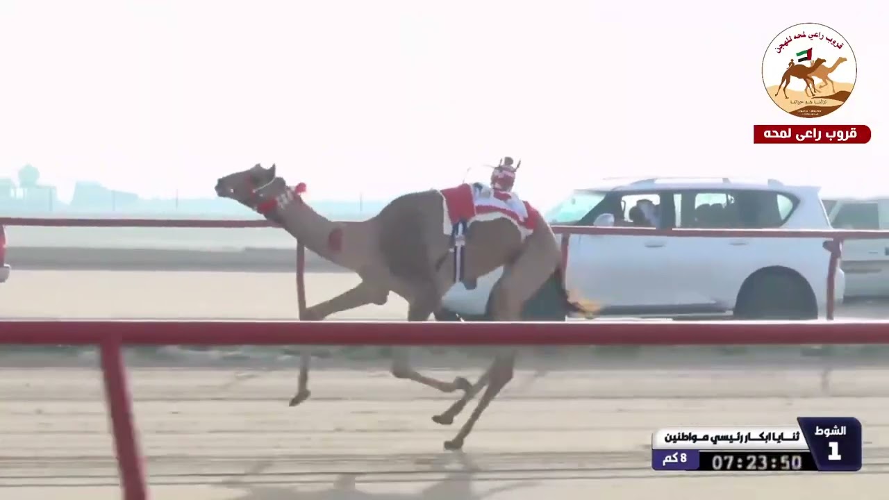 الشوط 1 اليازية لـ محمد علي حماد الشامسي  (خنجر الثنايا بكار مواطنين)(بطولة الكويت الدولية  12:44:87