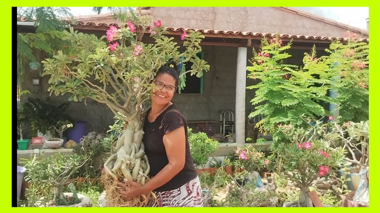 FAZENDO O REPLANTE DE UMA ROSA GRANDONA VEM COMIGO MEUS AMORES 