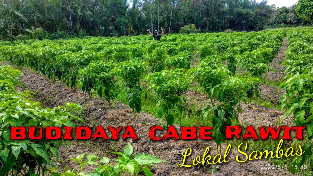 BUDIDAYA CABE RAWIT LOKAL - PETANI SAMBAS AISGRO PAUH
