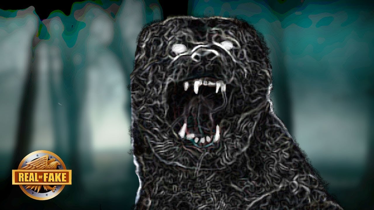 Real or Fake? The Tennessee Ghost Dog & More