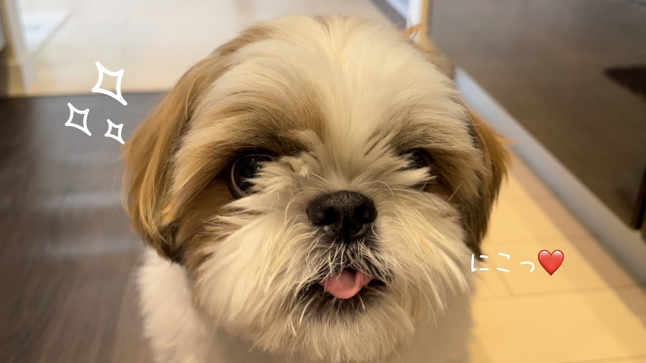 【シーズー】いますぐ大好物が食べたくて飼い主を説得しようとする愛犬の様子がこちらですww【犬Vlog】