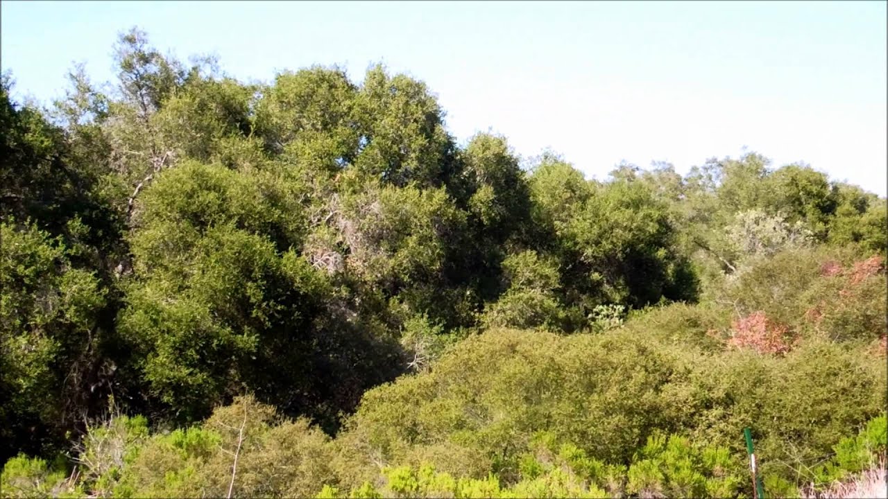 Virtual Tour of Carlsbad Oaks North Business Park Hiking Trail