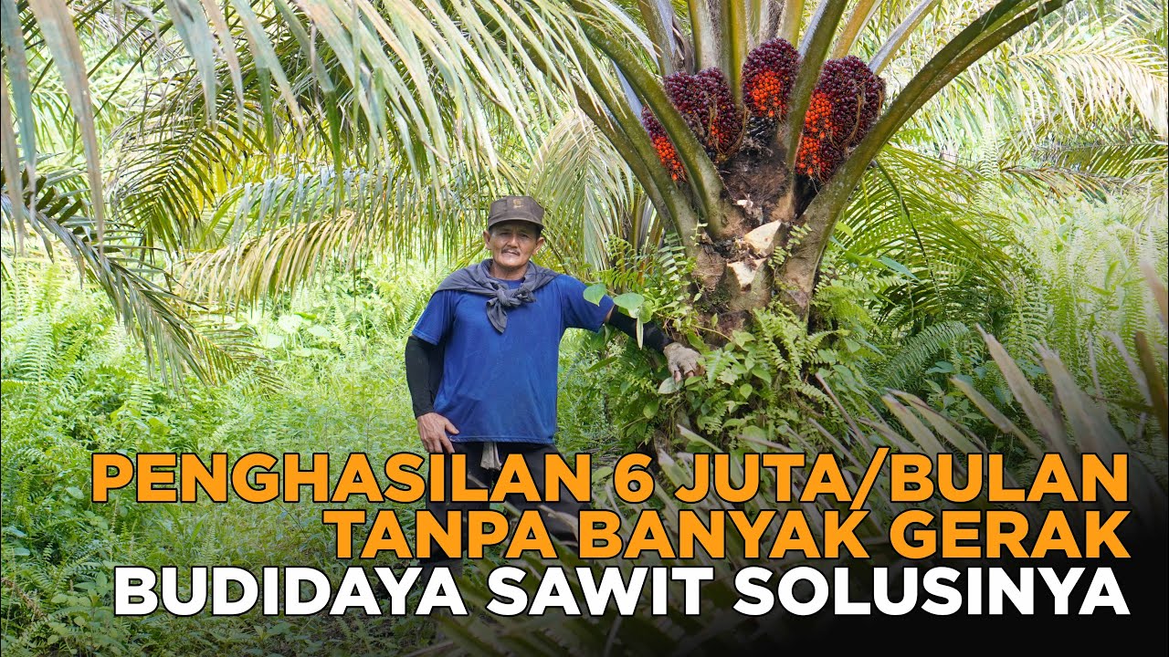 Budidaya Kelapa Sawit Hasilkan 6 Juta Perbulan Cocok Untuk Orang Malas