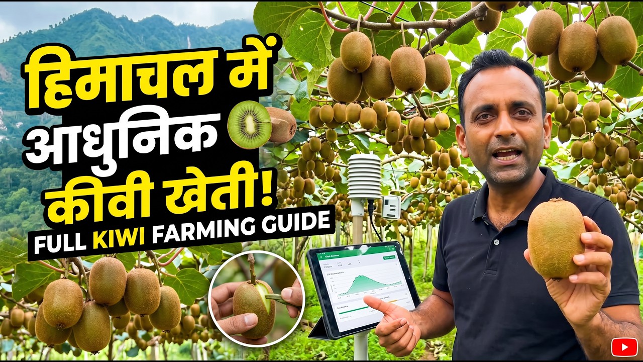 Kiwi Orchards in Himachal Pradesh