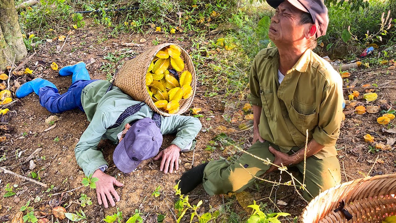 The poor husband who fell while harvesting star fruit was lucky to be saved - Cozy meal with wife