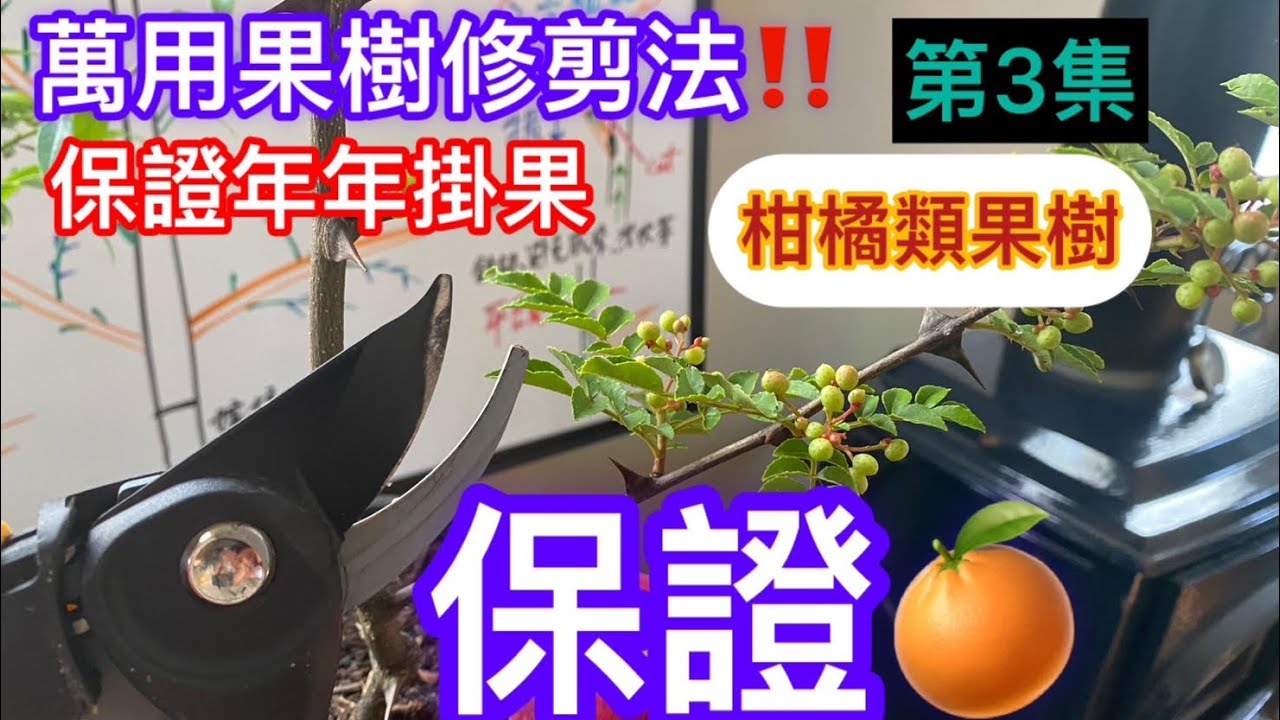 萬用果樹修剪法3‼️‼️所有的果樹都適用❗️保證果樹變的更健康更多產👍絕對值得珍藏#如何修剪柑桔類果樹