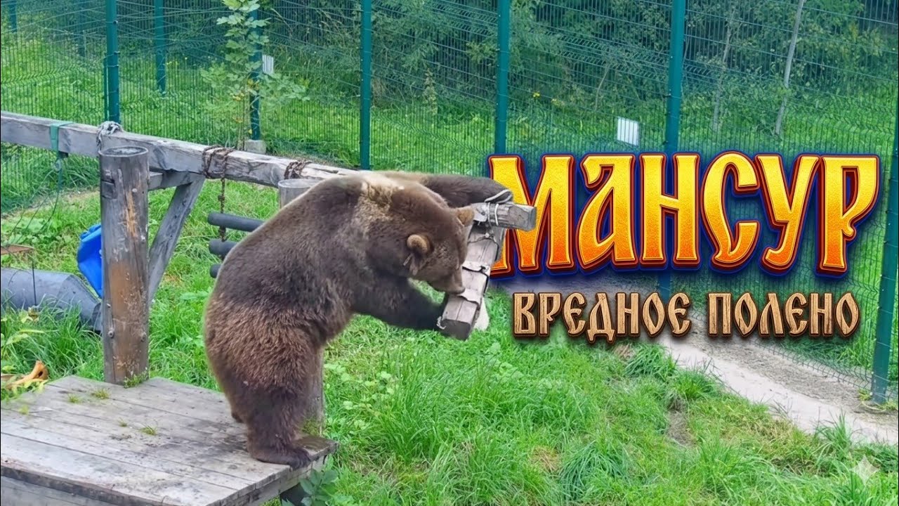 Мансурка и вредный Буратино🐻🐾 22/08/25г/ Mansurka and the mischievous Buratino