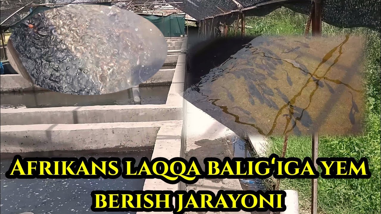 Uy sharoitida baliq yetishtrish #Afrikans laqqa Baligʻiga yem berish jarayoni