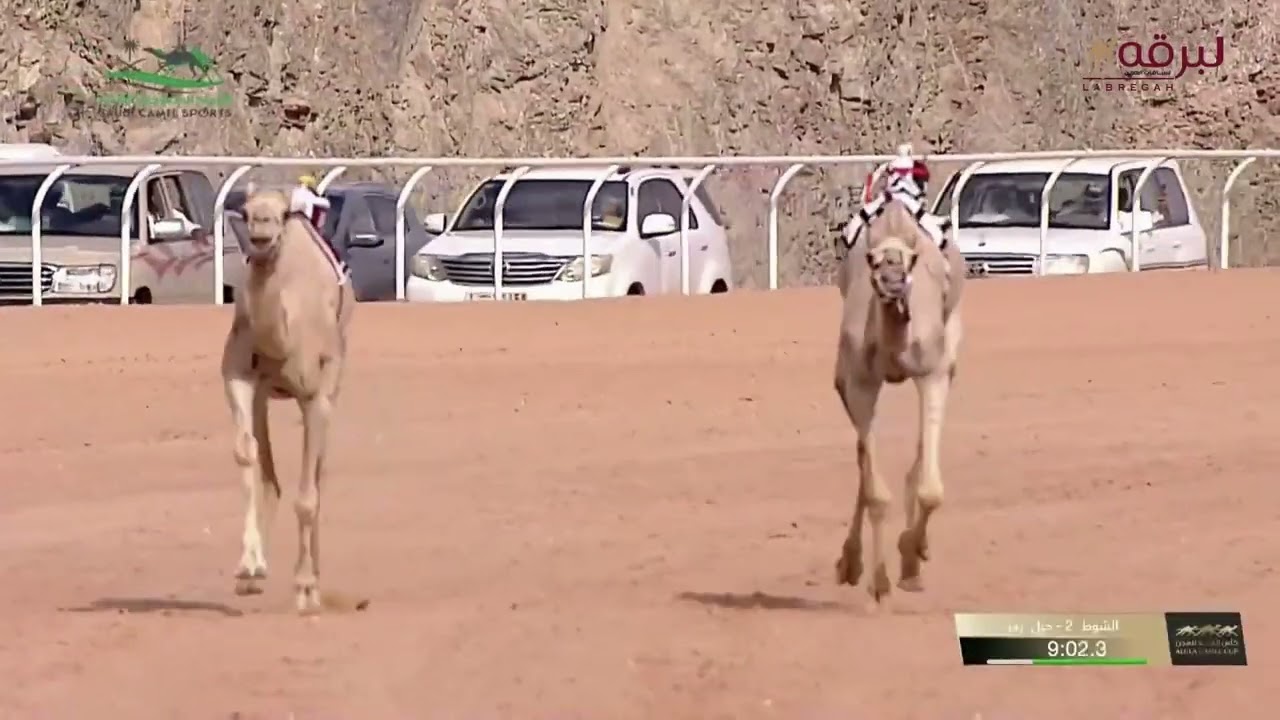 ش2 رسالة لـ هجن الشحانية (سالم بن فاران المري) كأس العلا للهجن 27-4-2024م كأس الحيل 13:18:18