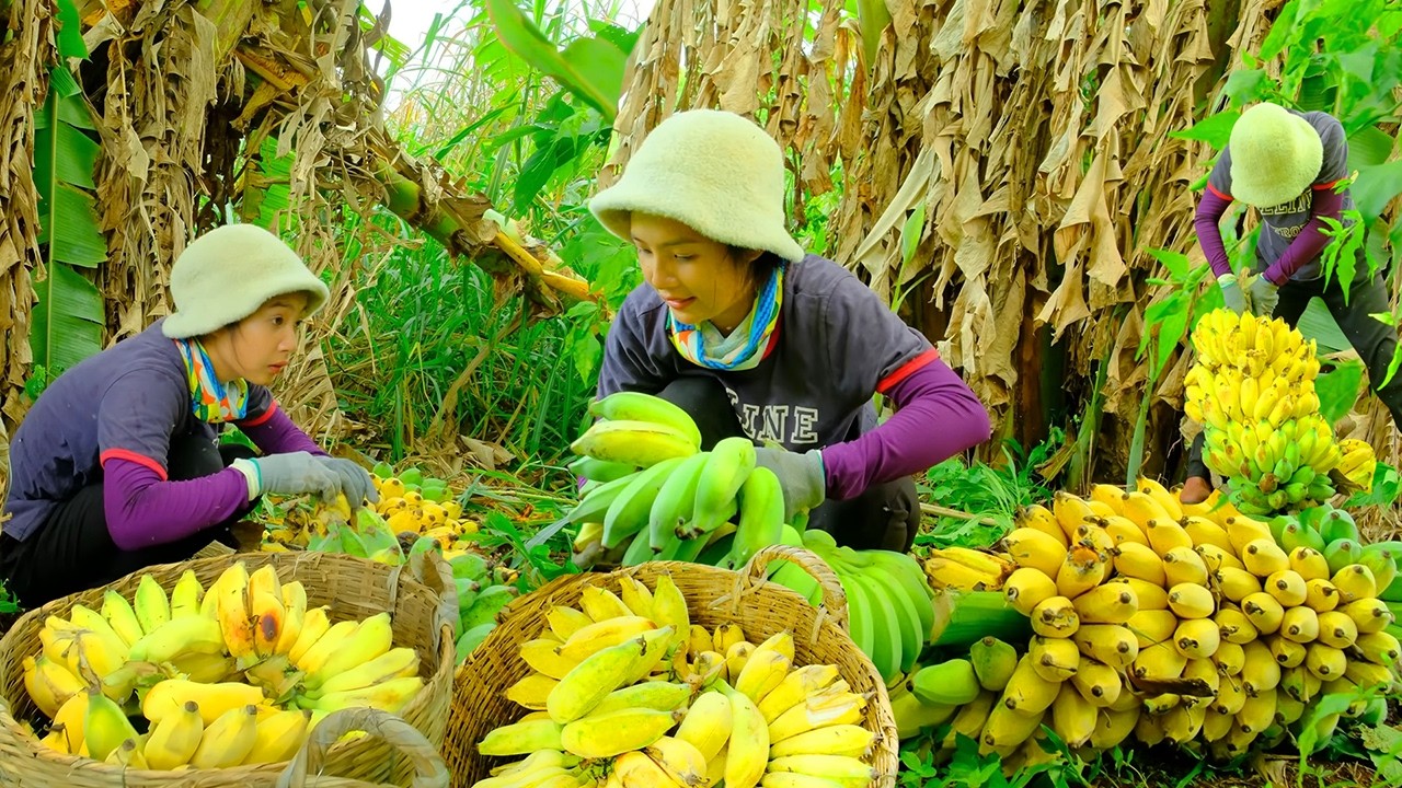 Harvesting Fresh Bananas From the Farm | Selling at Market & Making Fried Banana Cake