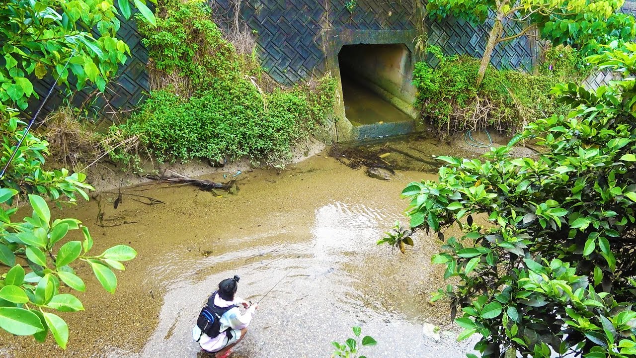 雨天後の生活排水路で高活性化する幻の肉食魚を釣り上げろ