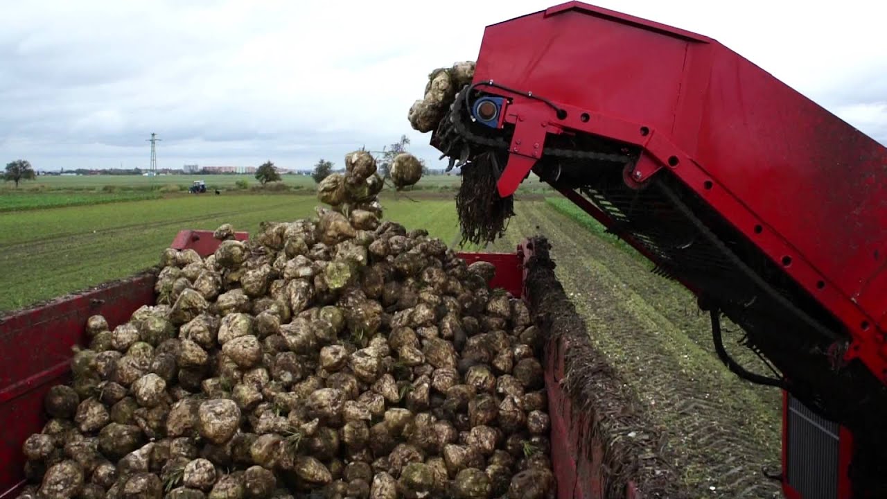 Moreau Xerris and harvest of sugar beet 2011