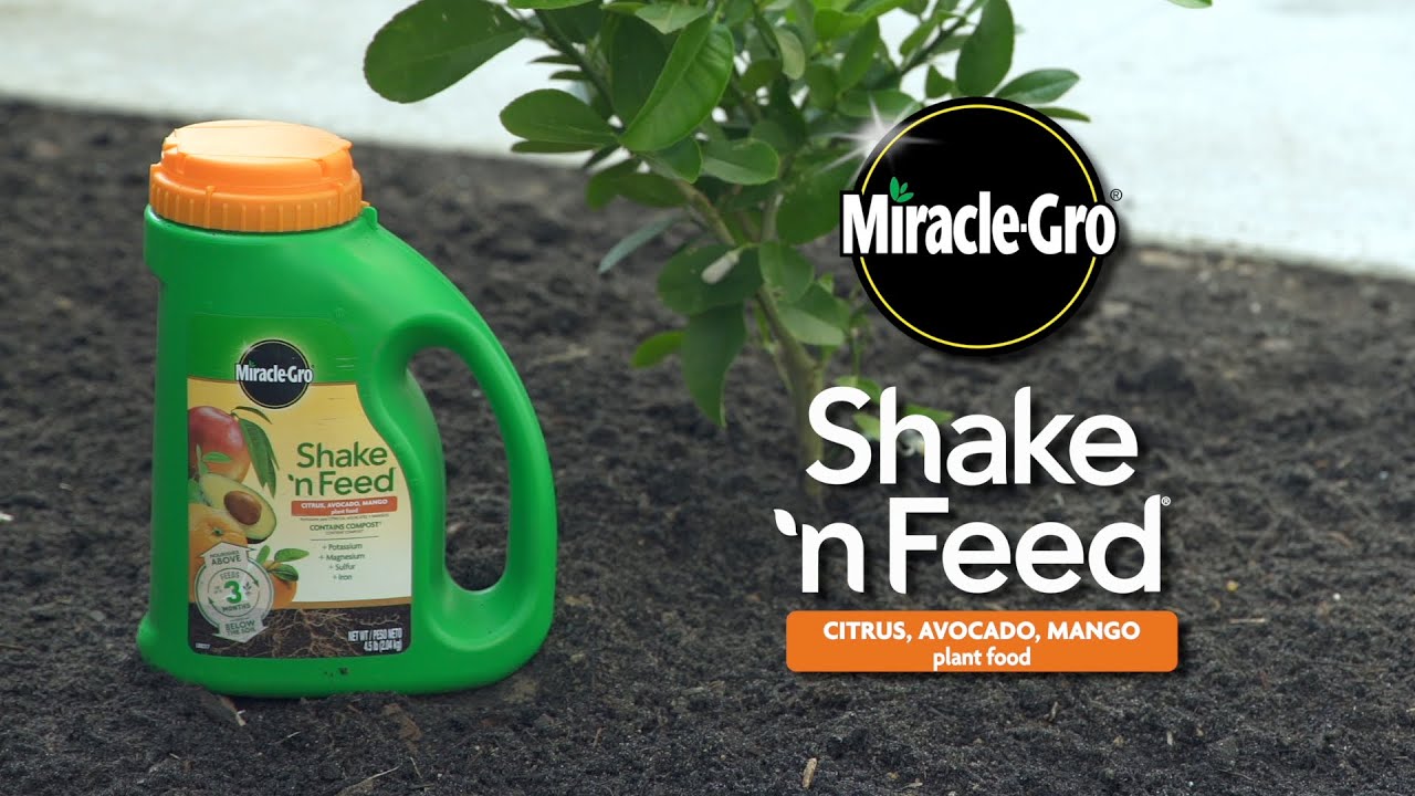 How to Use Miracle-Gro&reg; Shake 'n Feed&reg; Citrus, Avocado, Mango Plant Food