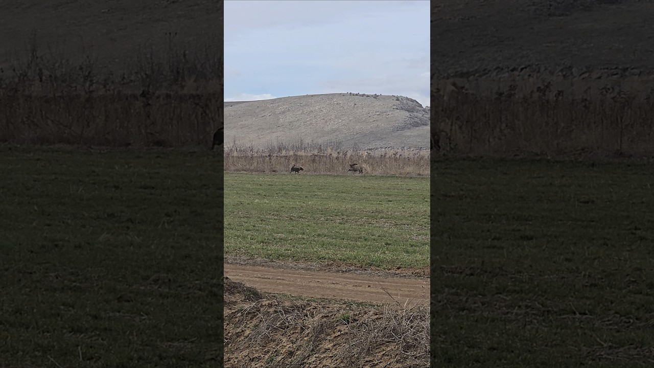 Wild boar hunting! #okaysahin #wildboar #hunting