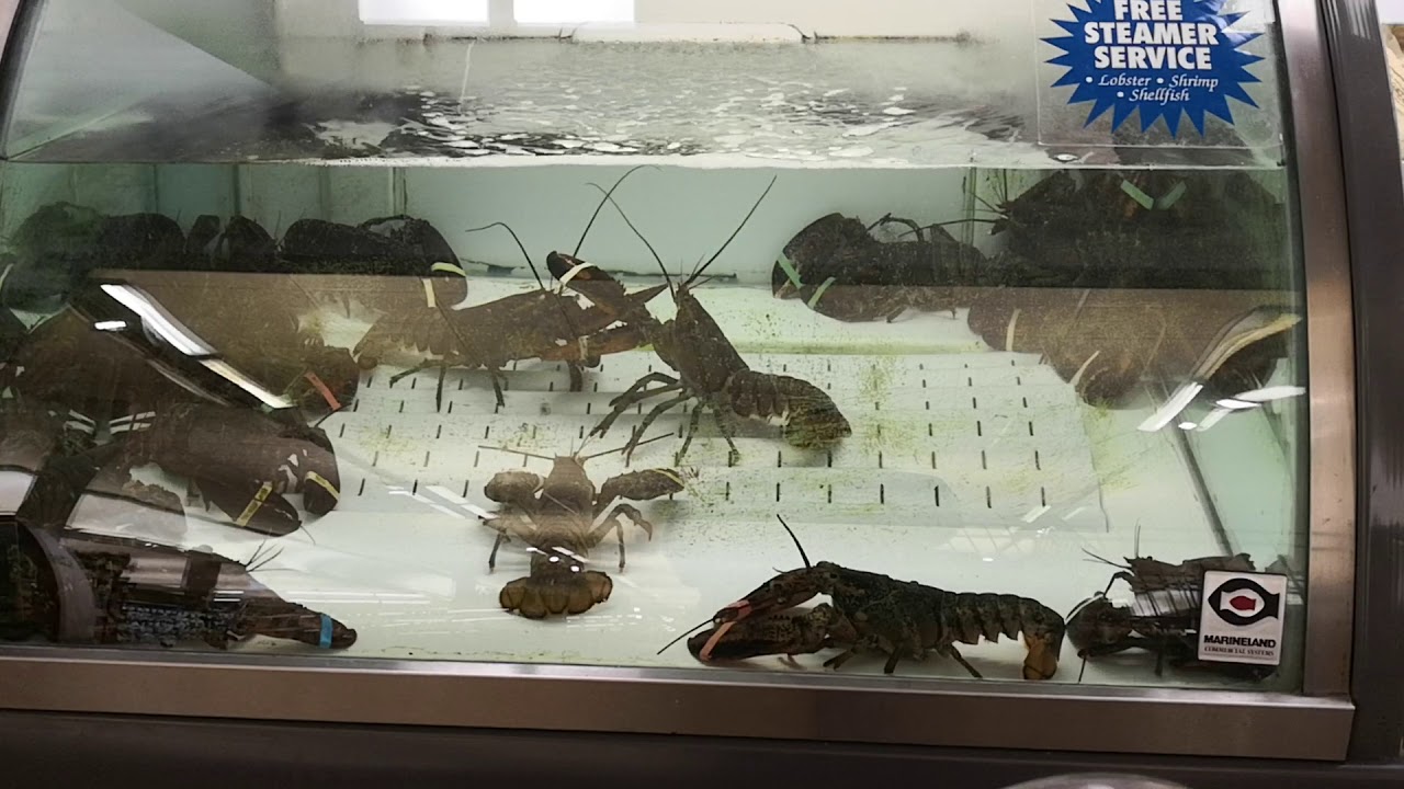Fighting lobster in stop & shop
