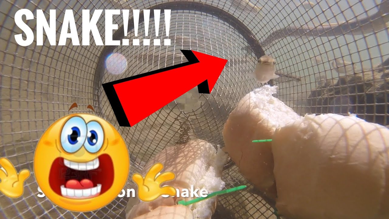 GoPro in a Minnow Trap!  Minnow & Water Snake Footage!