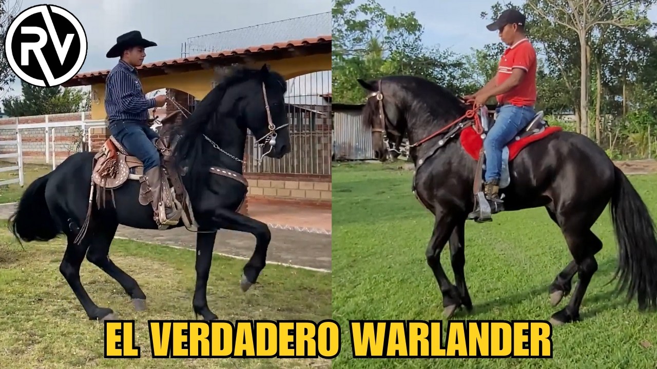 El Verdadero Warlander y la confusión con el Frisón-Andaluz