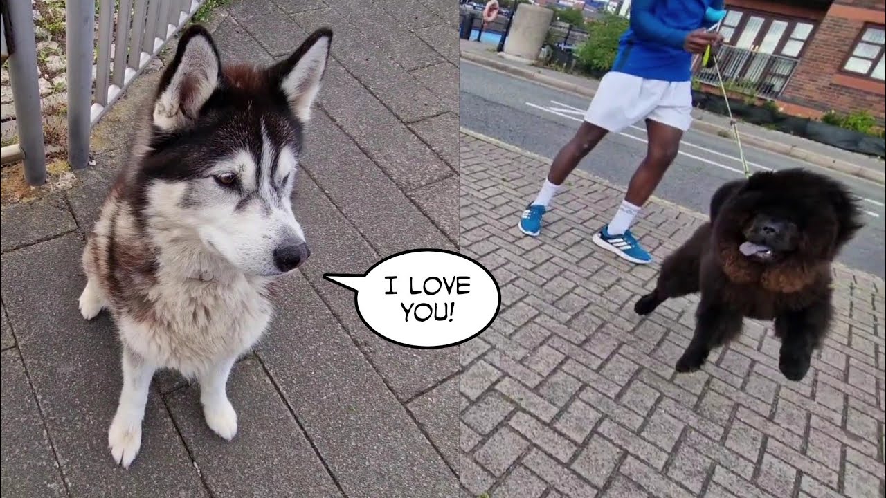 Huge Husky Falls For  A Fluffy Chow Chow