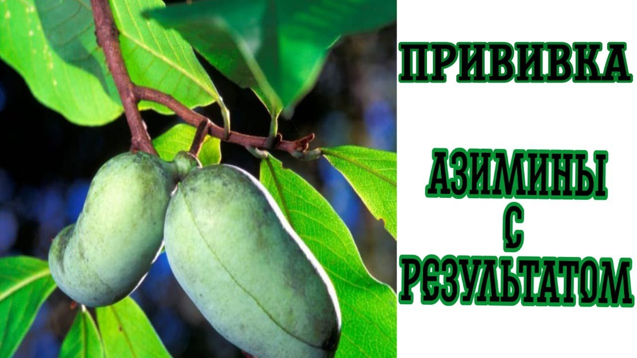 Прививка Азимины с результатом.