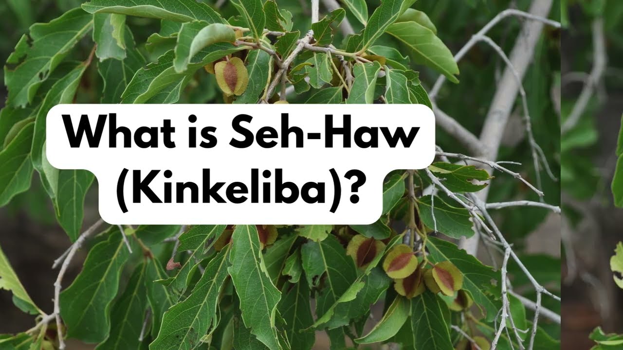 WHAT IS SEH-HAW (KINKELIBA)?
