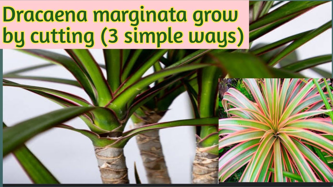 How to grow dracaena marginata by 3 simple ways/propagation of dracaena marginata 🌿