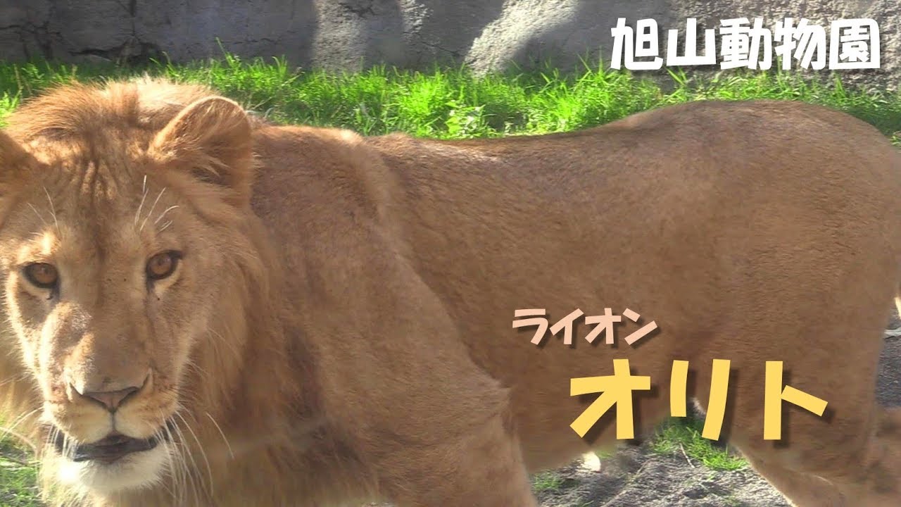 【ライオンとアムールトラ】オリトとナージャ（旭山動物園）Lion & Siberian tiger