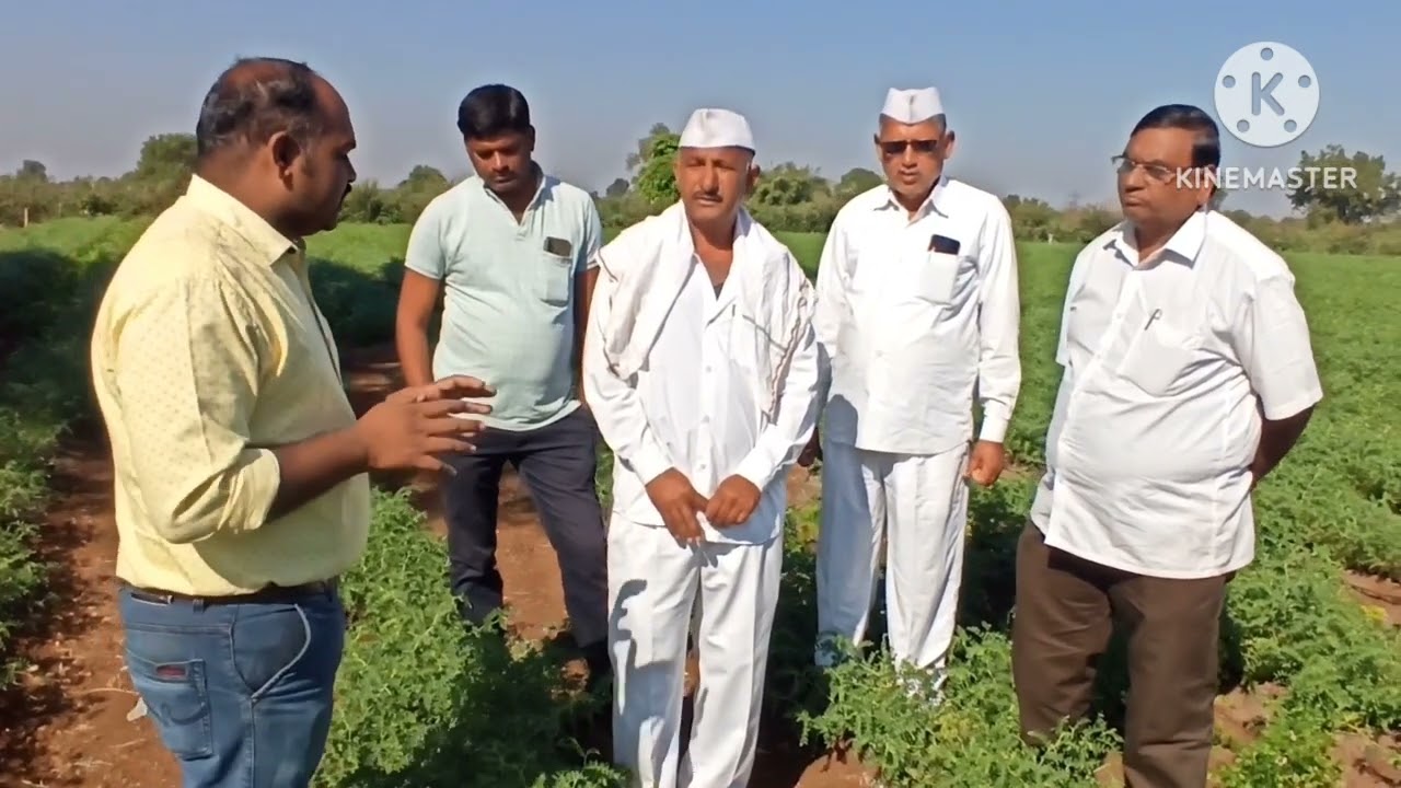 मशागतीविना बहरला हरभरा, SRT तंत्राचा खेळ सारा