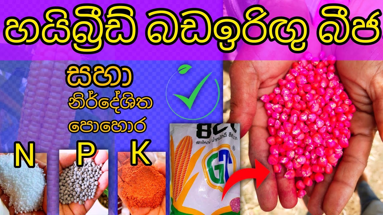 හයිබ්‍රීඩ් බඩඉරිඟු බිජ හා නිර්දේශිත පොහොර recommend fertilizer for maize #corn #fertilizer