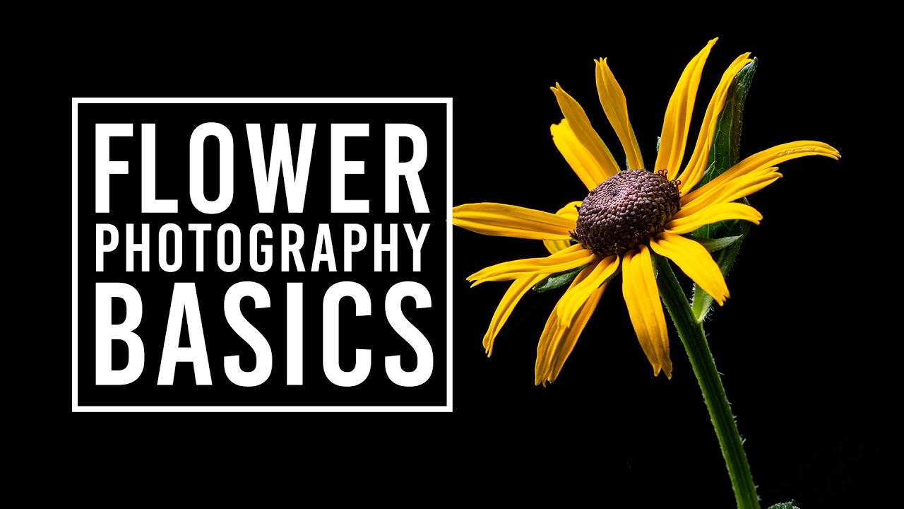 Flower Photography Tips for Beginners & Macro Photography Ideas