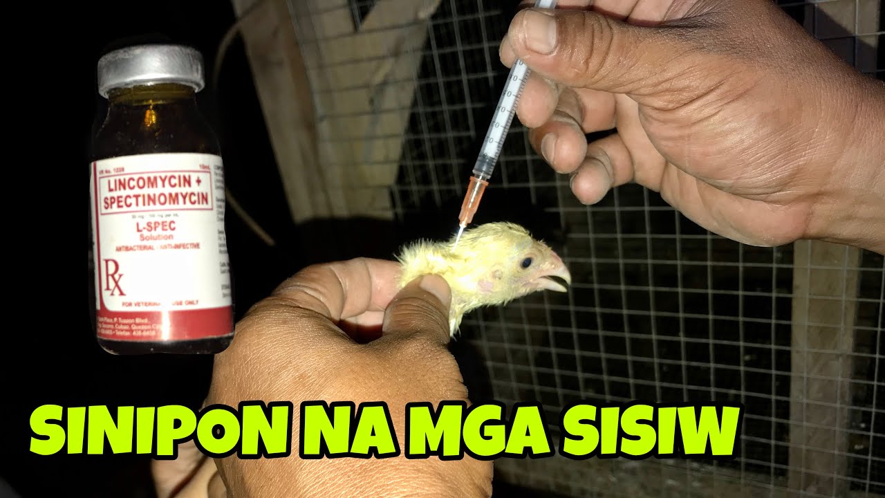 PARAAN NAMIN SA PAG KONTROLA NG SIPON NG MGA MANOK.(FREE RANGE CHICKEN)